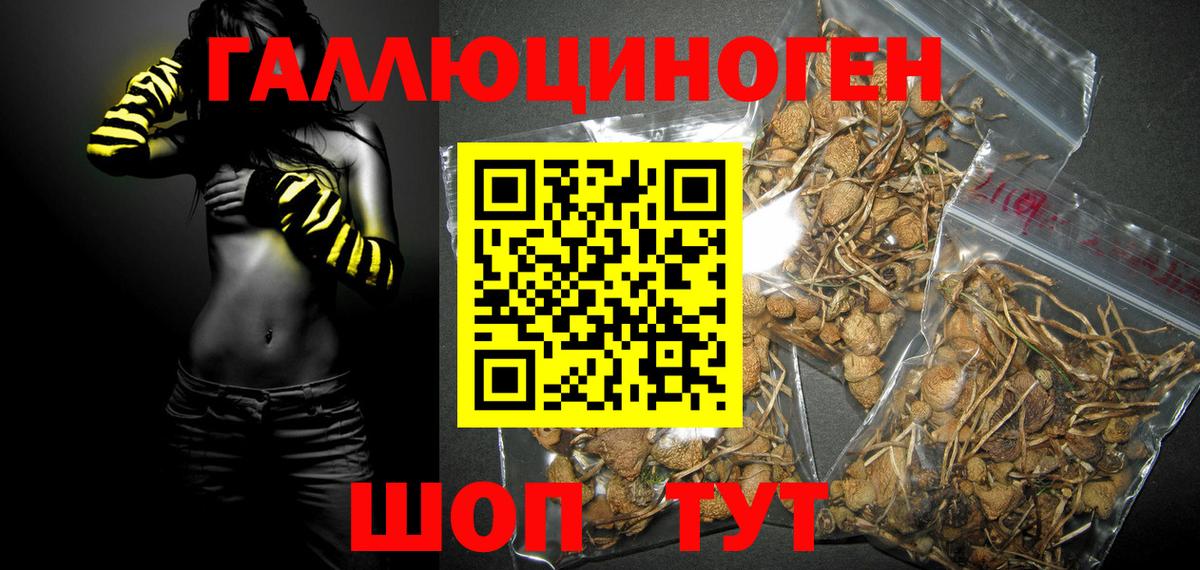 Псилоцибиновые грибы Psilocybine cubensis Кыштым